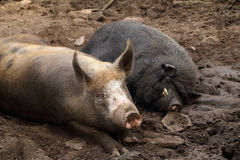 pig-wild-boar-resting-soil-34490885